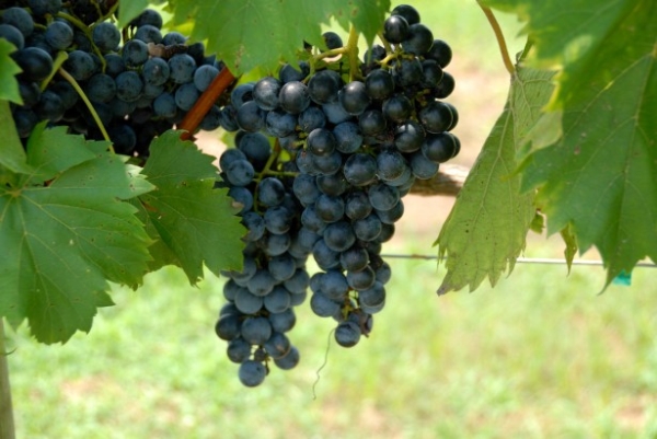 Szakmai vitára bocsátják a szőlő-bor ágazat stratégiáját