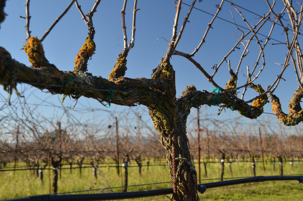 Áprilisi tél: nincs veszélyben a szőlőtermés