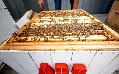 Méhészet az ABB-nél az adatelemzés szolgálatában