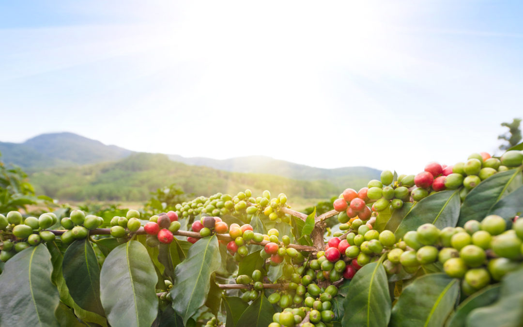 A kávétermelést is veszélyezteti a klímaváltozás
