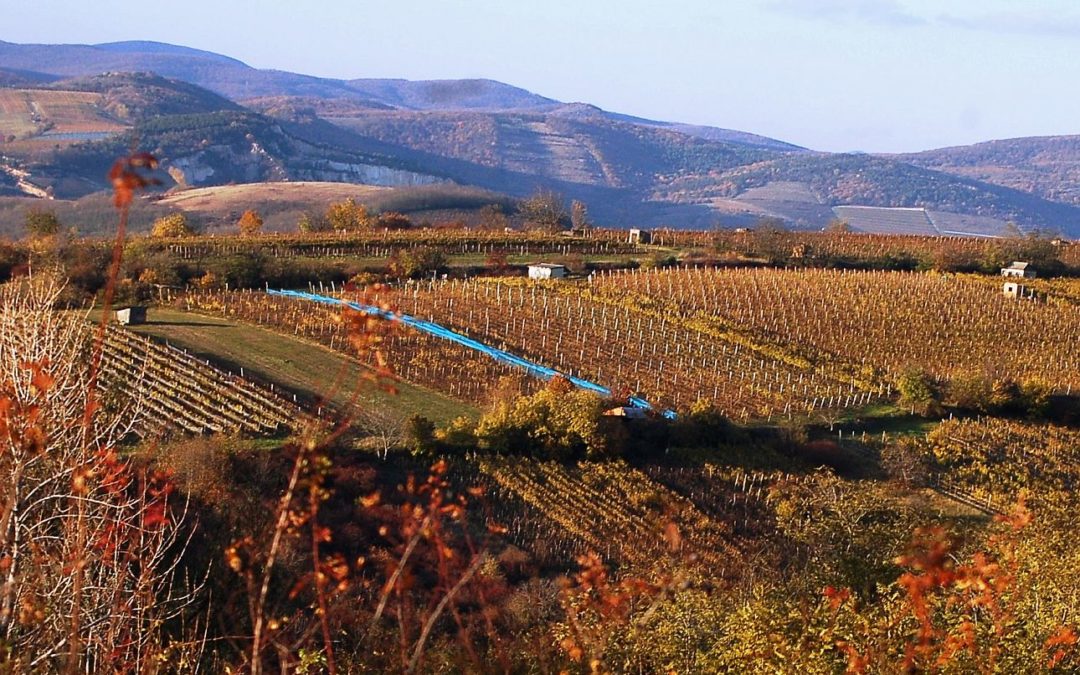 Magyarország vár: Tokaj szőlővesszein…